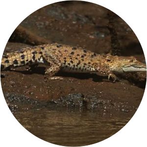 Tamarindo Wildlife Refuge