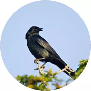 Tamaulipas crow