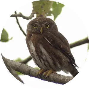 Tamaulipas pygmy owl