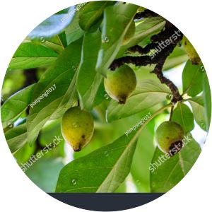 Tamilnadia uliginosa - 