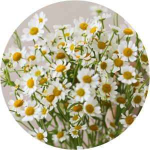 Tanacetum