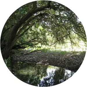 Tanagro - River in Italy