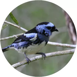 Tangara brasiliensis