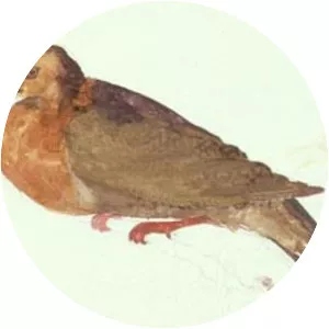 Tanna ground dove - Bird