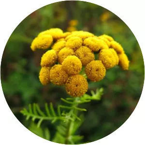 Tansy