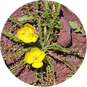 Tansyleaf evening primrose - Plants