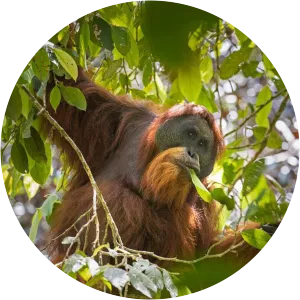 Tapanuli orangutan