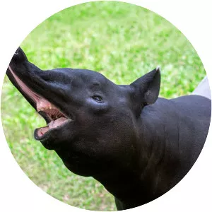 Tapir