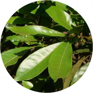 Tapirira