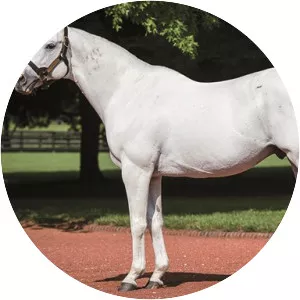 Tapit - Horse