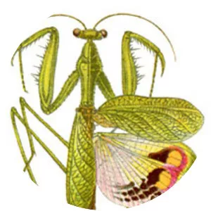 Tarachodidae
