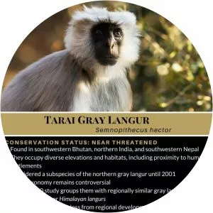 Tarai gray langur - Primate