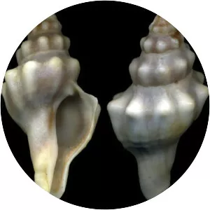 Tarantinaea lignaria