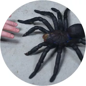Tarantula - Spider