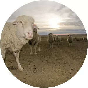 Targhee sheep