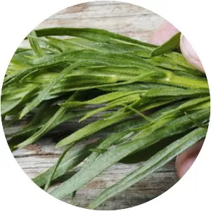 Tarragon - Plants