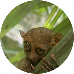 Tarsier
