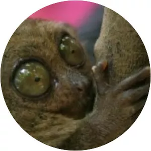 Tarsiiformes - Primate