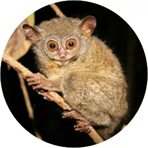 Tarsius