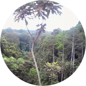 Tarzan: The Epic Adventures