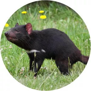 Tasmanian devil
