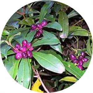 Tasmannia insipida - 