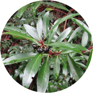 Tasmannia lanceolata - Plants