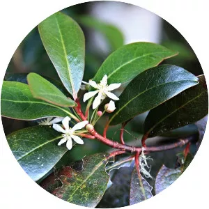 Tasmannia piperita