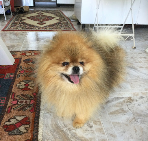 Tassarnas Djurklinik AB