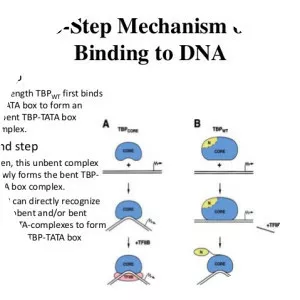TATA-binding protein - 