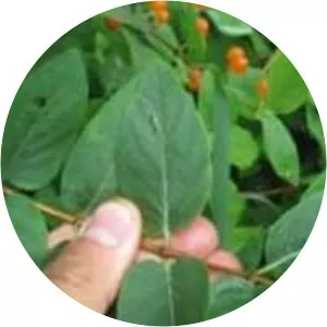 Tatarian honeysuckle