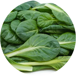Tatsoi - Cultivated edible plant