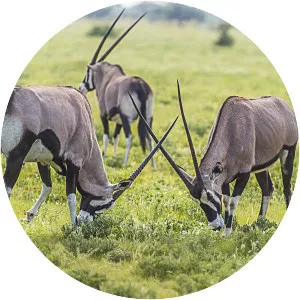 Tau Pan - Lake in Botswana