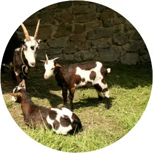 Tauernscheck (Tauernscheckenziege)