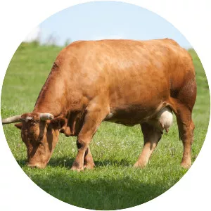 Taurine cattle
