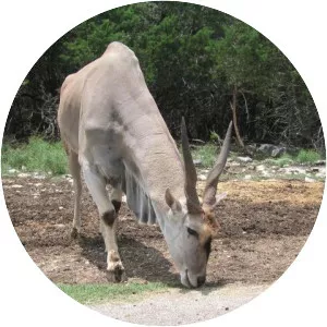 Taurotragus - Animal