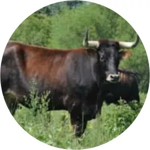 Taurus cattle