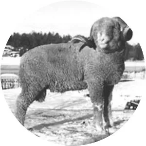Tautersheep