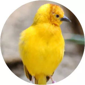 Taveta weaver