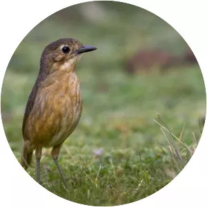 Tawny antpitta