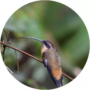 Tawny-bellied hermit
