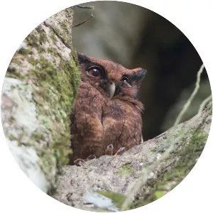 Tawny-bellied screech owl - Bird