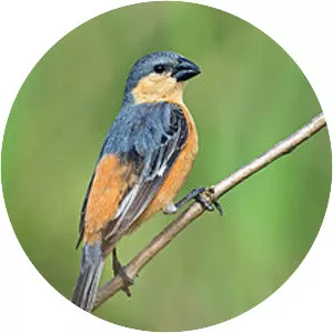 Tawny-bellied seedeater