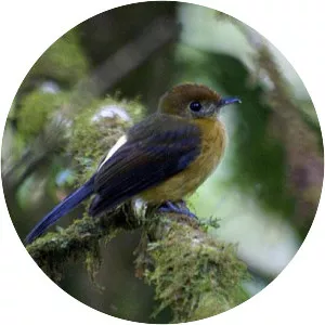 Tawny-breasted myiobius