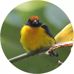 Tawny-capped euphonia