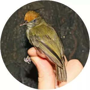 Tawny-crowned greenlet - Bird