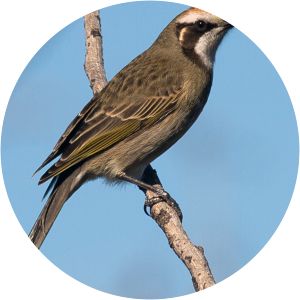 Tawny-crowned honeyeater - 