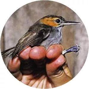 Tawny-faced gnatwren