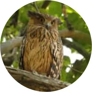 Tawny fish owl