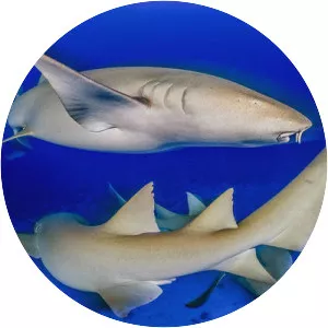 Tawny nurse shark